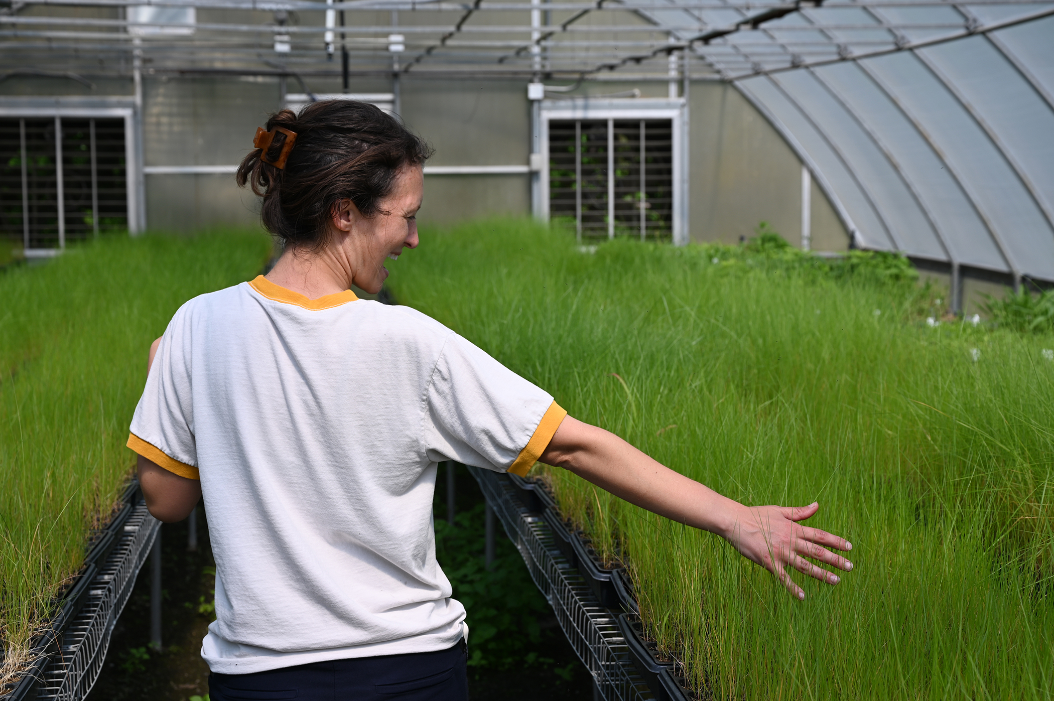 A woman runs her fingers through cordgrass growing in a greenhouse.