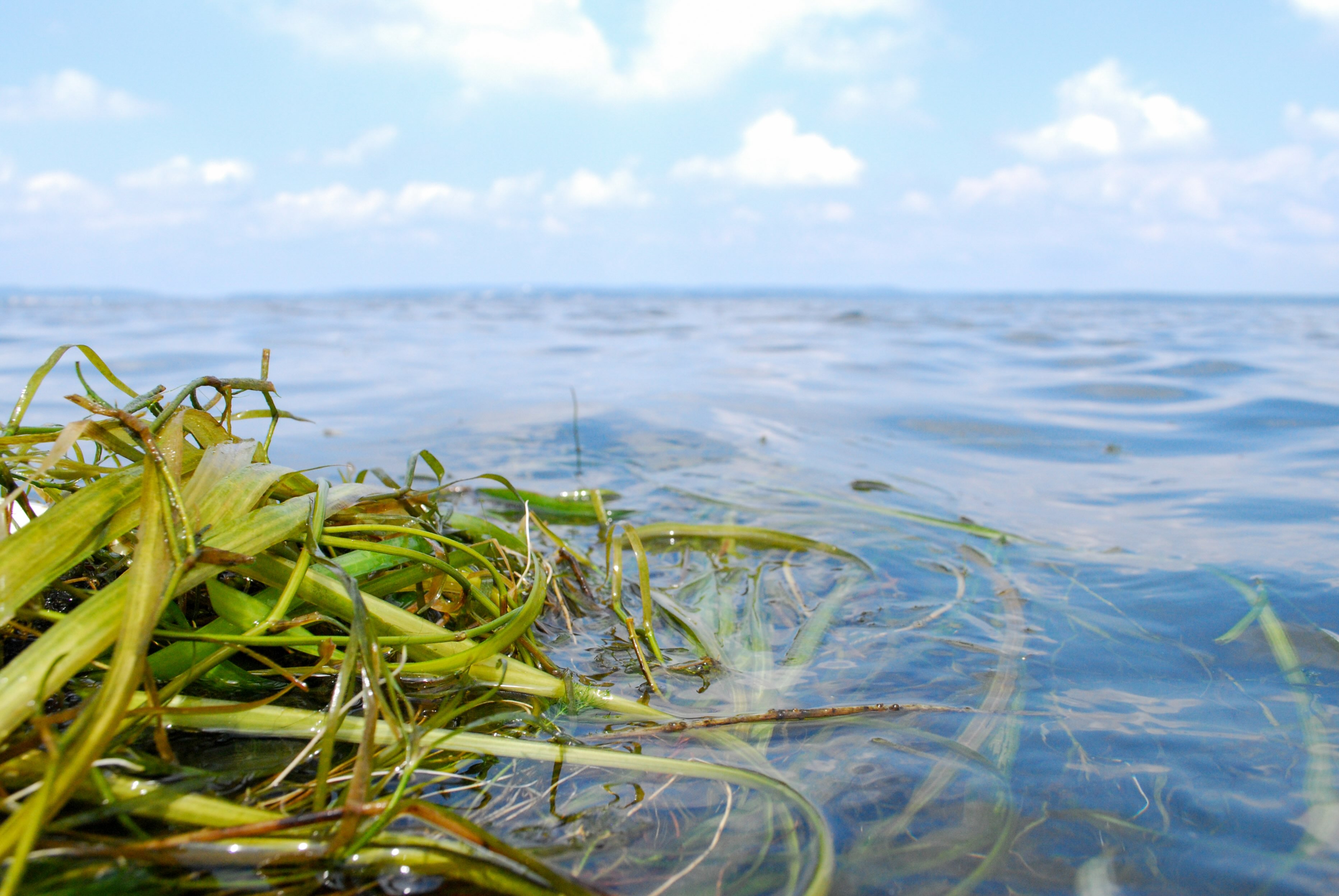 Large clump of green grasses float on top of a large body of water, amid puffy clouds